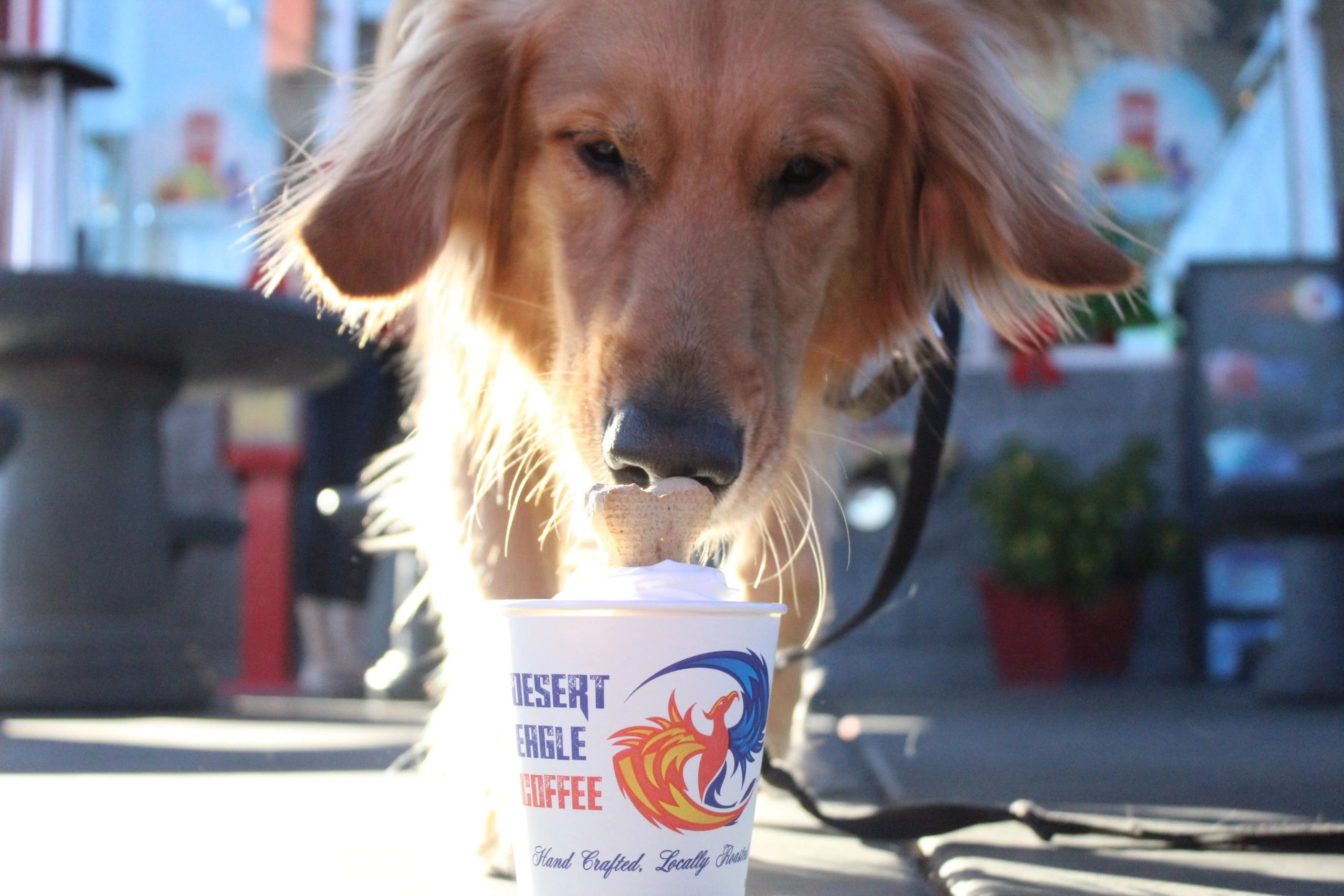 A golden retriever enjoying a treat in a Desert Eagle Coffee cup at the drive-thru